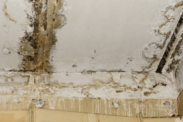 Forensic Mold Investigation in Mesilla, NM