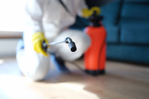 Best Mold Odor Removal Services  in Mesilla, NM