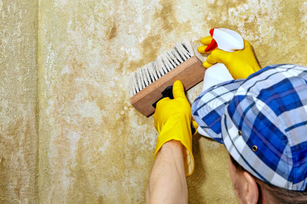Best Dehumidification Services  in Mesilla, NM