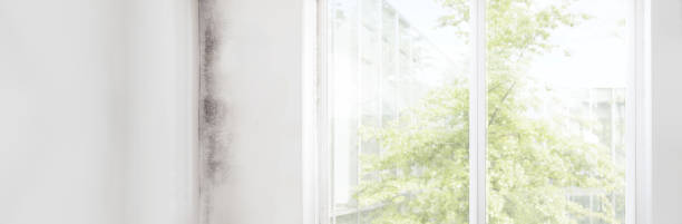 Best Mold-Related Health Consultation  in Mesilla, NM