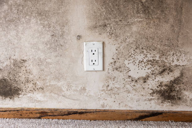 Best Biohazard Mold Removal  in Mesilla, NM