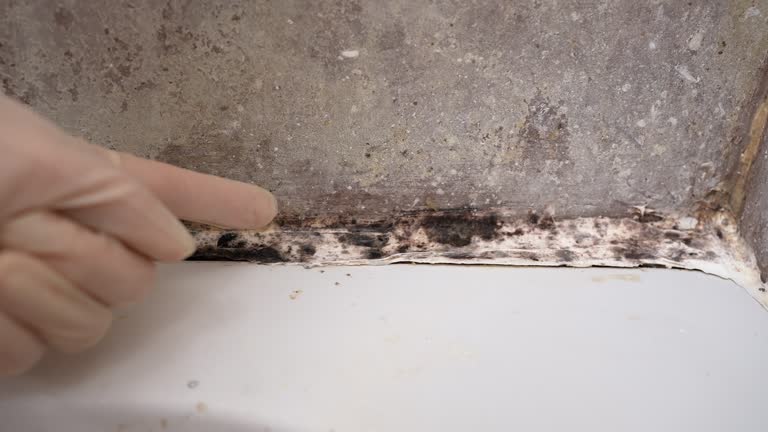 Best Industrial Mold Remediation  in Mesilla, NM
